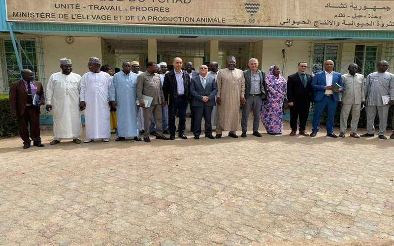 élevage au Tchad