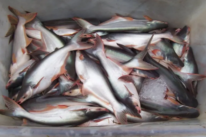 élevage du pangasius