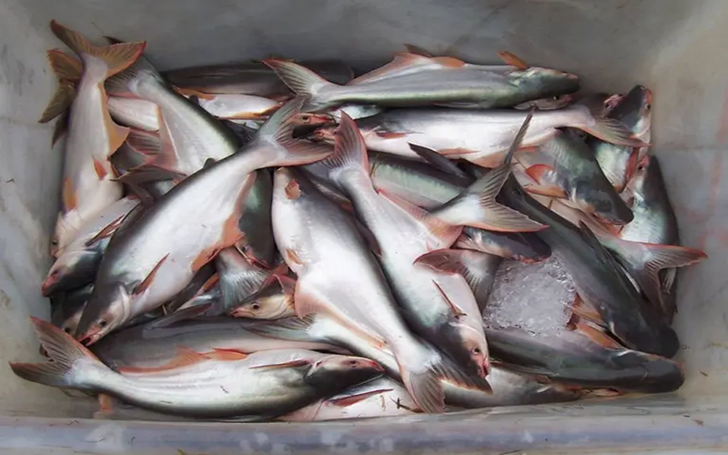 élevage du pangasius