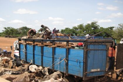 exportation bétail Burkina