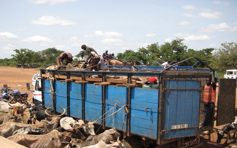 exportation bétail Burkina