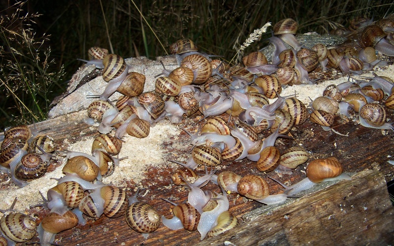 héliciculture en Afrique