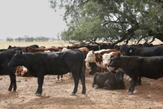 Les fermiers kenyans stoppent l’importation de bétails en provenance de l’Afrique du Sud