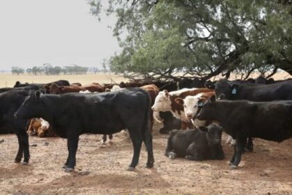 Les fermiers kenyans stoppent l’importation de bétails en provenance de l’Afrique du Sud