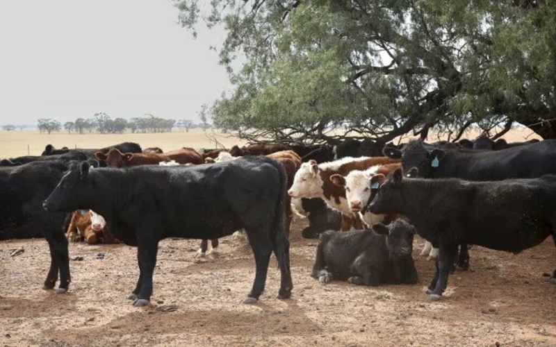 Les fermiers kenyans stoppent l’importation de bétails en provenance de l’Afrique du Sud