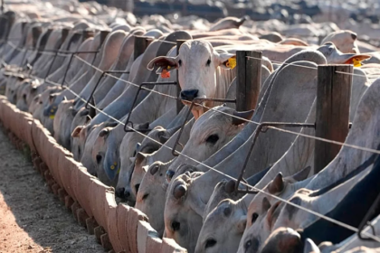 interdiction viande brésilienne