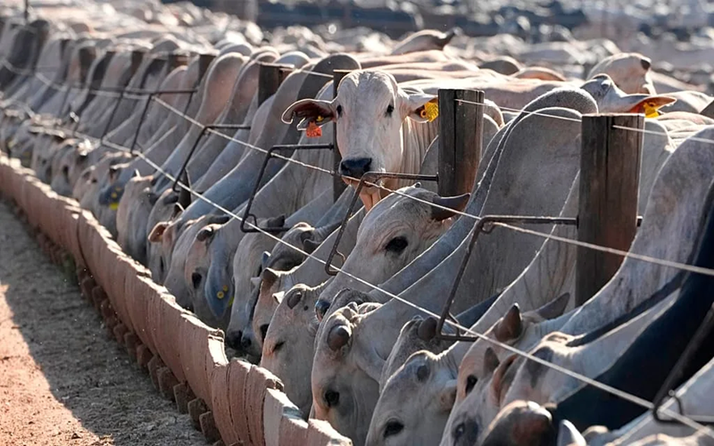 interdiction viande brésilienne