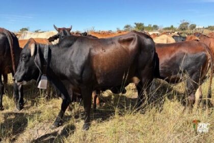 Zimbabwe / les pâturages au cœur de la sécurité alimentaire et du développement rural