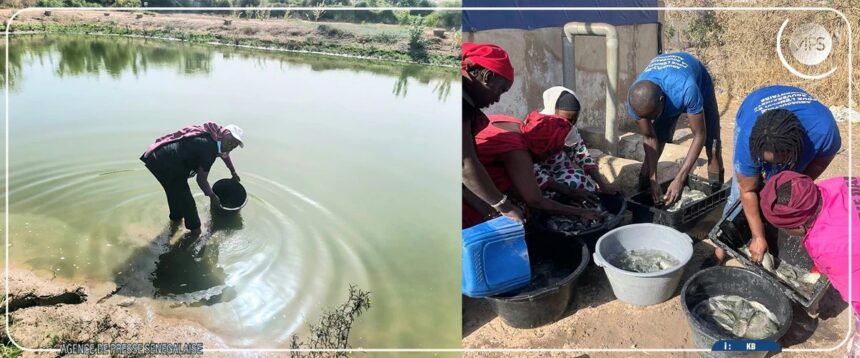 Une cinquantaine de femmes sénégalaises ont été formées