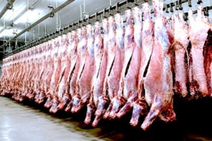 CAMEROUN /un nouvel abattoir industriel annoncé à Maroua