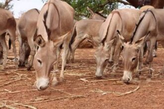 un décret portant réglementation de l’abattage au Burkina Faso
