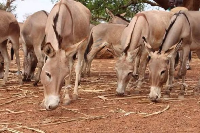 un décret portant réglementation de l’abattage au Burkina Faso