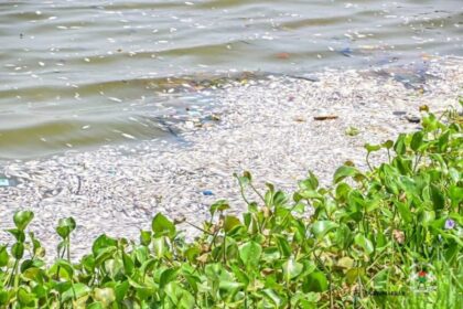 Des milliers de poissons ont été retrouvés morts