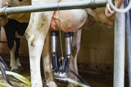 Europe/ dix ans de profondes mutations après la fin des quotas laitiers