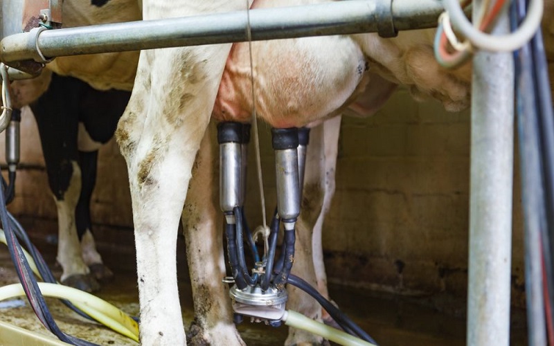 Europe/ dix ans de profondes mutations après la fin des quotas laitiers