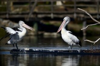 Grippe aviaire / l’Australie en alerte après la découverte des premiers cas dans la faune sauvage