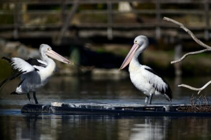 Grippe aviaire / l’Australie en alerte après la découverte des premiers cas dans la faune sauvage