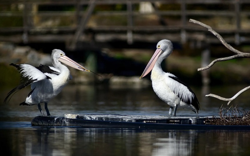 Grippe aviaire / l’Australie en alerte après la découverte des premiers cas dans la faune sauvage
