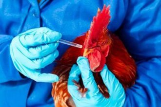 Grippe aviaire en Afrique du Sud