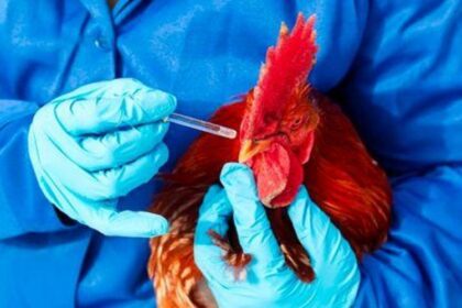 Grippe aviaire en Afrique du Sud