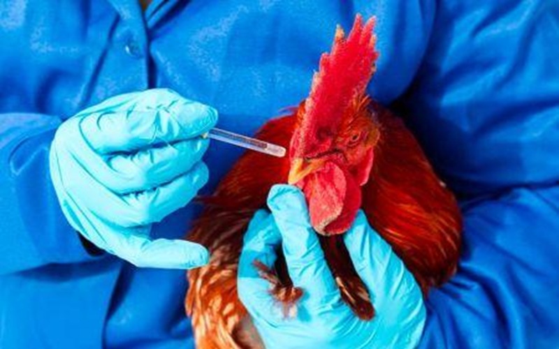 Grippe aviaire en Afrique du Sud