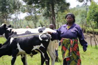 RDC / Kamanyola mise sur le dialogue pour réduire les tensions entre éleveurs et agriculteurs