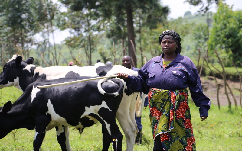 RDC / Kamanyola mise sur le dialogue pour réduire les tensions entre éleveurs et agriculteurs