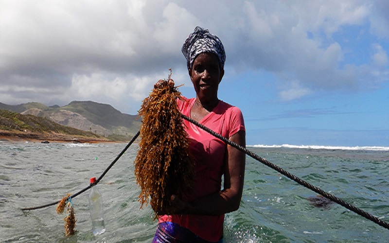 Aquaculture durable / la FAO adopte de nouvelles directives pour un développement responsable du secteur