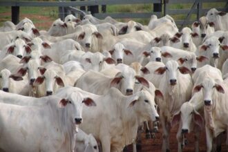Viande bovine / les pays du Mercosur dominent le marché mondial