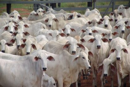 Viande bovine / les pays du Mercosur dominent le marché mondial