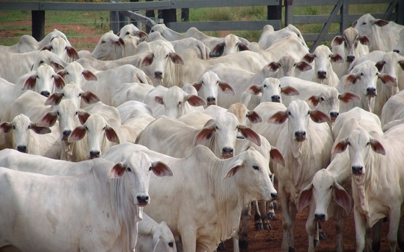 Viande bovine / les pays du Mercosur dominent le marché mondial
