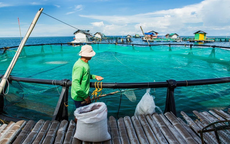 Pêche et aquaculture