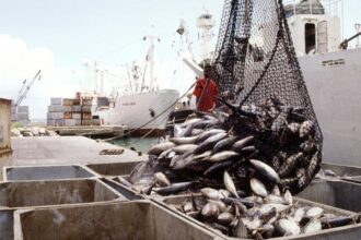 Journée internationale de la lutte contre la pêche illicite / un combat essentiel pour préserver les ressources halieutiques