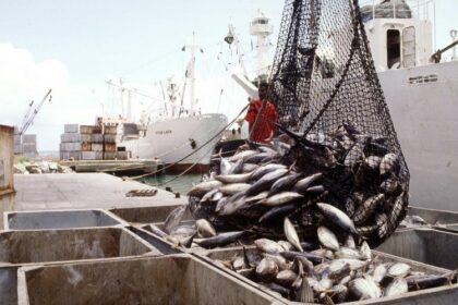 Journée internationale de la lutte contre la pêche illicite / un combat essentiel pour préserver les ressources halieutiques