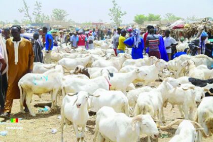Sénégal / la Tabaski 2026 marquée par une importante mévente de moutons à Thiès