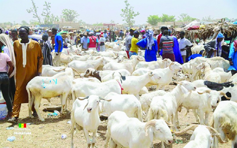 Sénégal / la Tabaski 2026 marquée par une importante mévente de moutons à Thiès