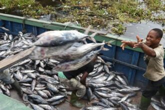 Aquaculture en Afrique