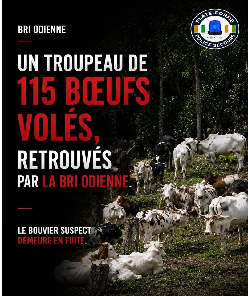 bœufs volés Odienné