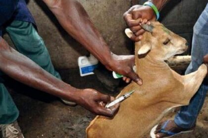 santé animale