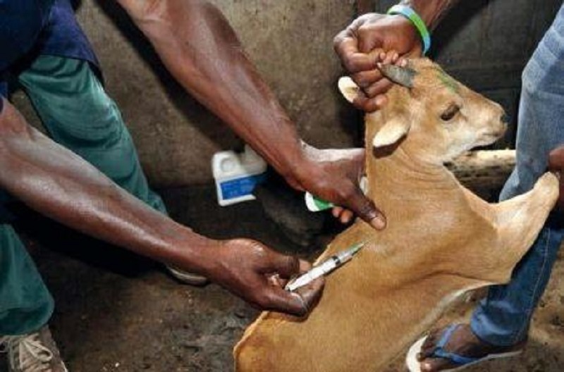 santé animale