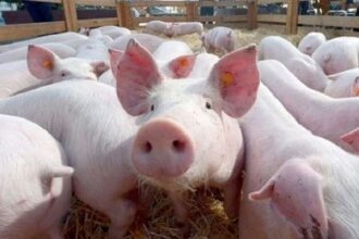 crise porcine
