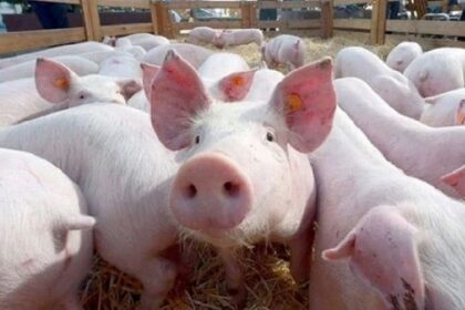 crise porcine