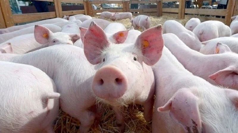 crise porcine