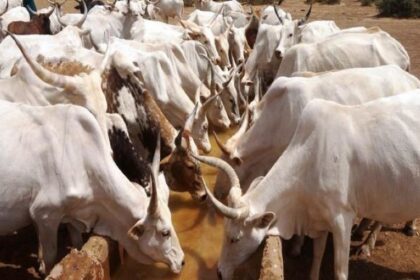 Bénin / face au changement climatique, les éleveurs misent sur une alimentation combinée pour préserver la production
