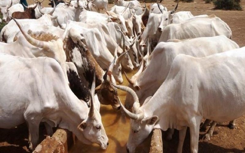 Bénin / face au changement climatique, les éleveurs misent sur une alimentation combinée pour préserver la production