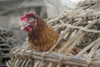 le point semestriel de la grippe aviaire