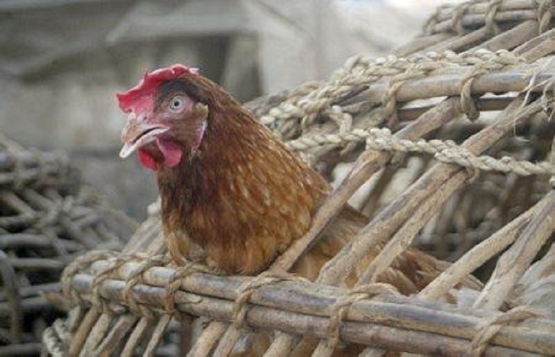le point semestriel de la grippe aviaire