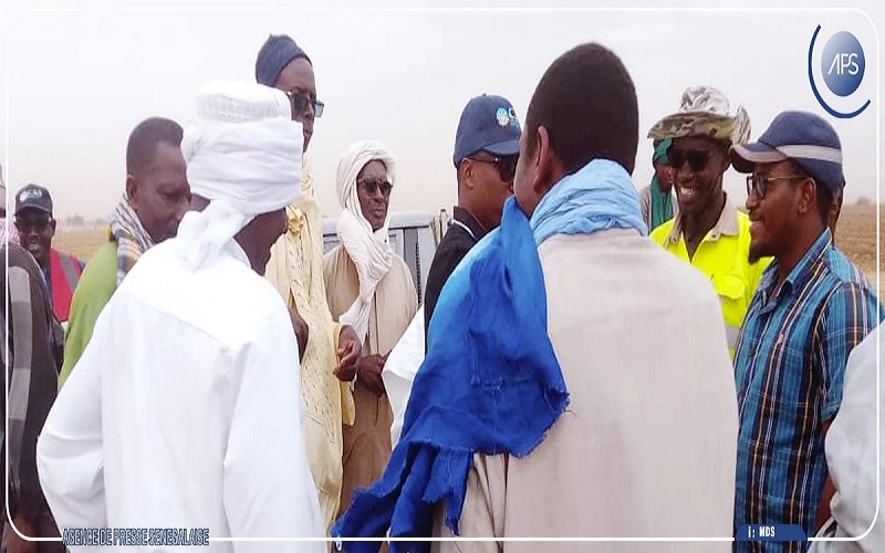 Sénégal / la CSS offre 1 000 bottes de paille aux éleveurs de Dagana