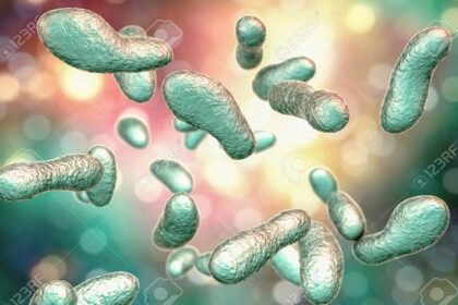France/ la fièvre Q, une menace silencieuse pour la rentabilité des élevages et la santé humaine