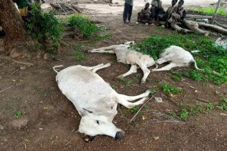 RDC/ le manque d’abattoirs modernes menace l’hygiène dans les marchés du Sud-Kivu